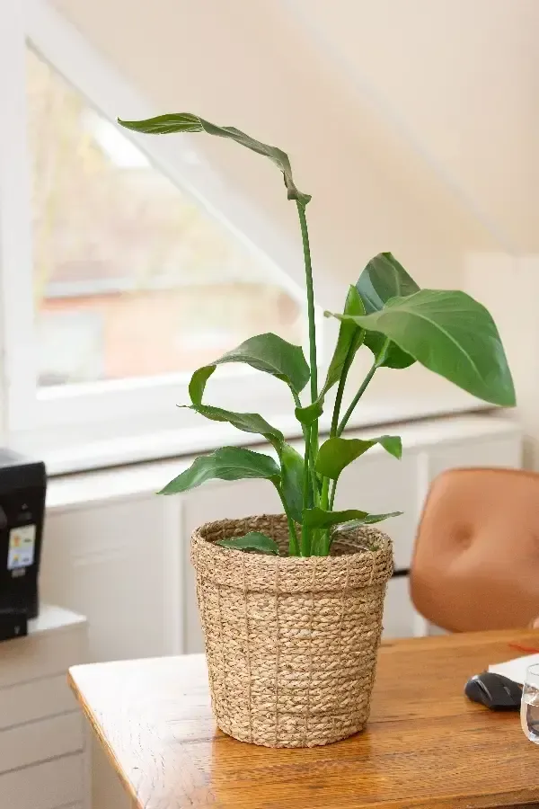 STEFFI BRISCH – Praxis STEFFI BRISCH – Praxis